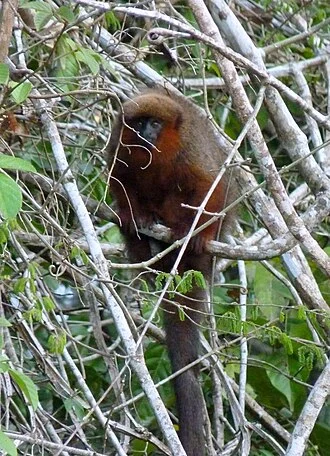 Madidi titi