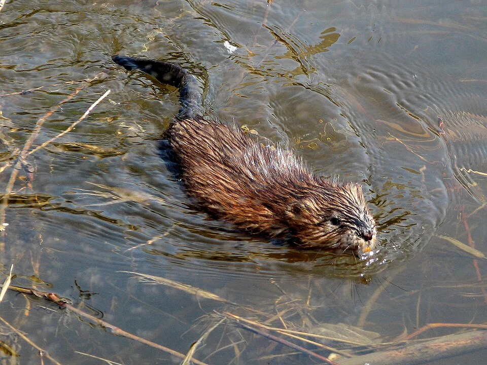 Muskrat (Ondatra zibethicus) swimming in Rideau River, Ottawa, Ontario