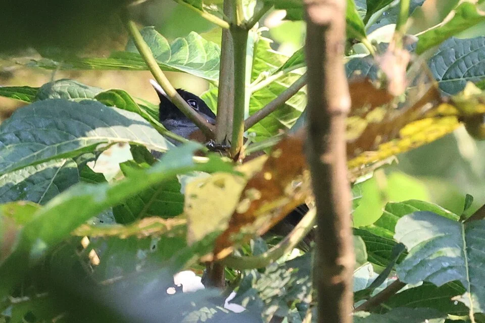 Sylvia atriceps, Kisoro, Uganda, 2023-02-09 (iNaturalist).