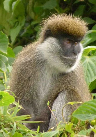 A Bale Vervet Monkey, Chlorocebus djamdjamensis, near Rira, Ethiopia