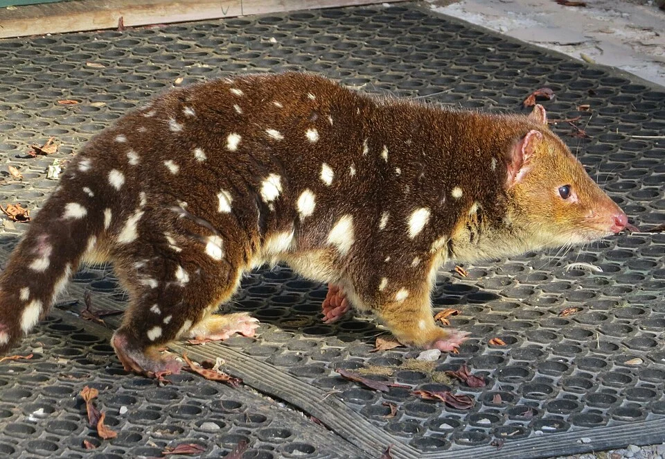 Spotted-tailed Quoll (Dasyurus maculatus) in Australia