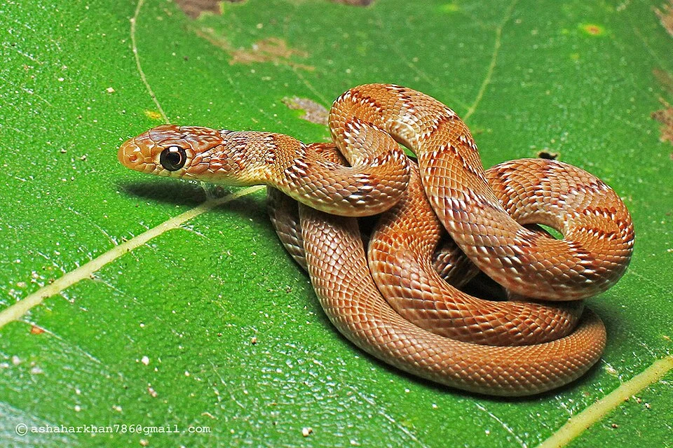 Banded Racer Argyrogena fasciolata by Ashahar alias Krishna Khan