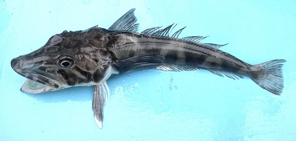 Chionodraco rastrospinosus (Ocellated icefish) taken close to the South Shetland Islands
