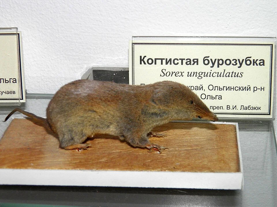 Когтистая бурозубка (Sorex unguiculatus) в Научном музее ДВФУ (г. Владивосток)