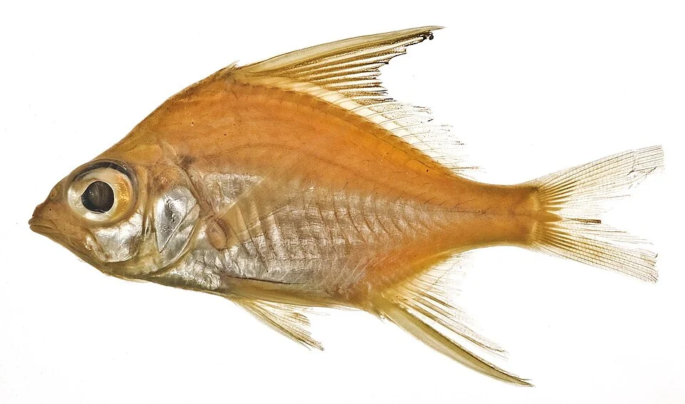Eugerres plumieri