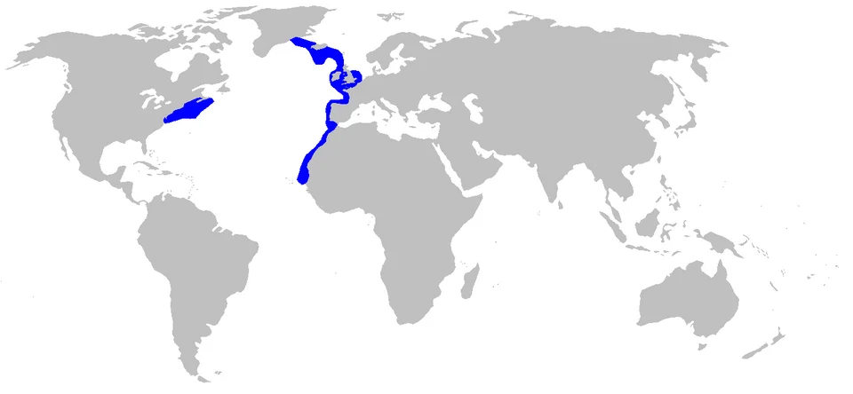 Distribution map for Etmopterus princeps