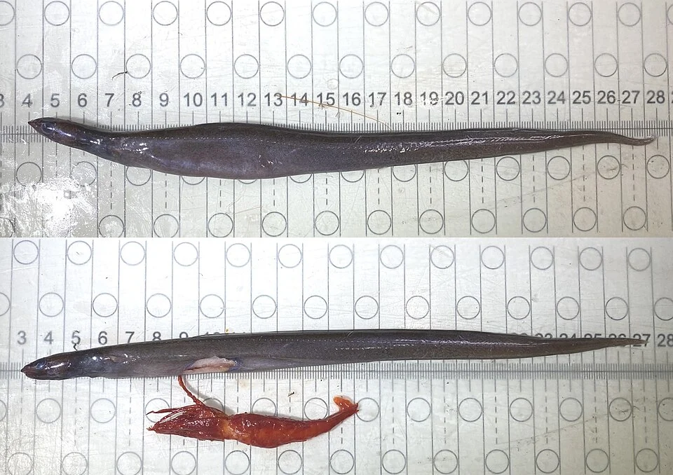 A specimen of Derichthys serpentinus, freshly caught aboard the RV Celtic Explorer in the North Atlantic, before and after a large decapod prey item was removed from the stomach.
