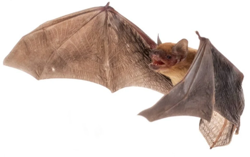Pipistrellus rusticus