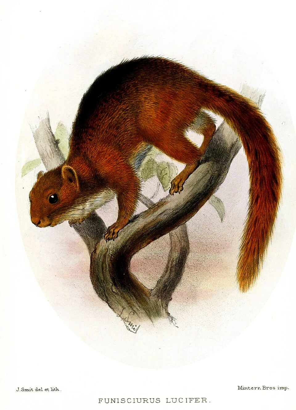Funisciurus lucifer = Paraxerus lucifer