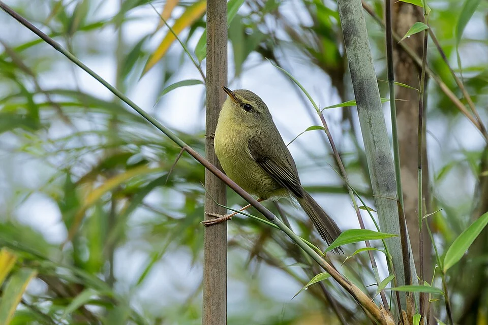 Aberrant Bush Warbler (Horornis flavolivaceus, Cettiidae, Passeriformes) in Darjeeling, West Bengal, India.