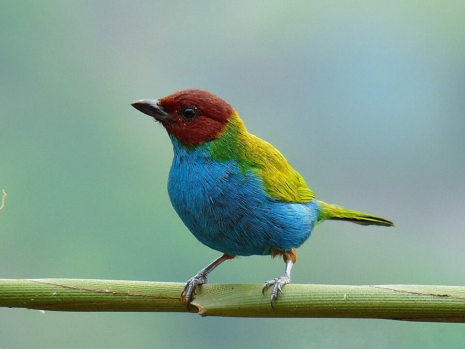 A Bay-headed Tanager in Manizales, Caldas, Colombia.