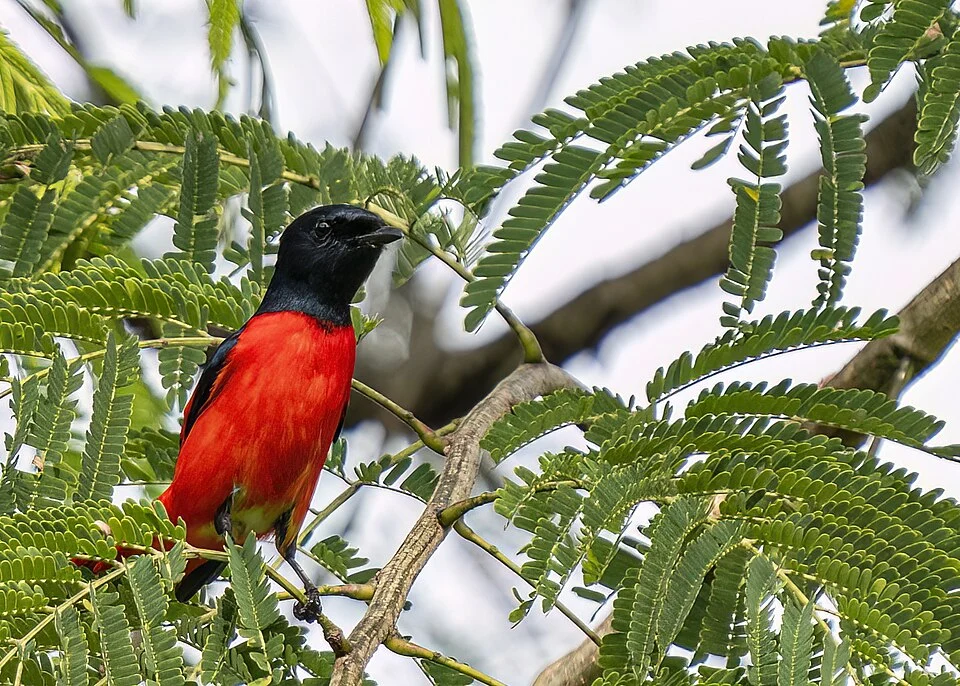 Male specimen of Pericrocotus speciosus, Tân Phú District, Vietnam