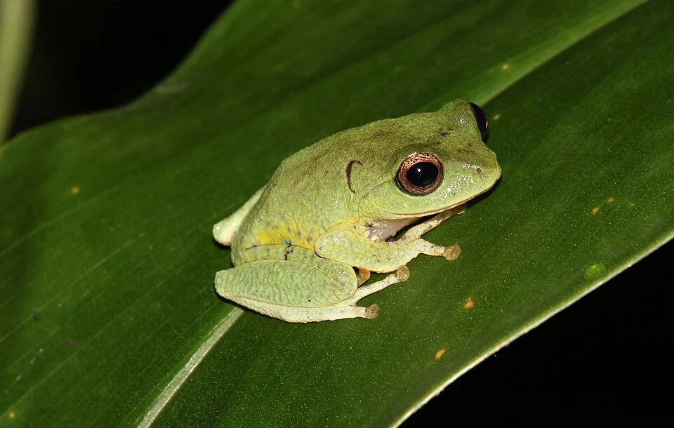 Pseudophilautus viridis is a species of frog in the Rhacophoridae family. It is endemic to Sri Lanka.