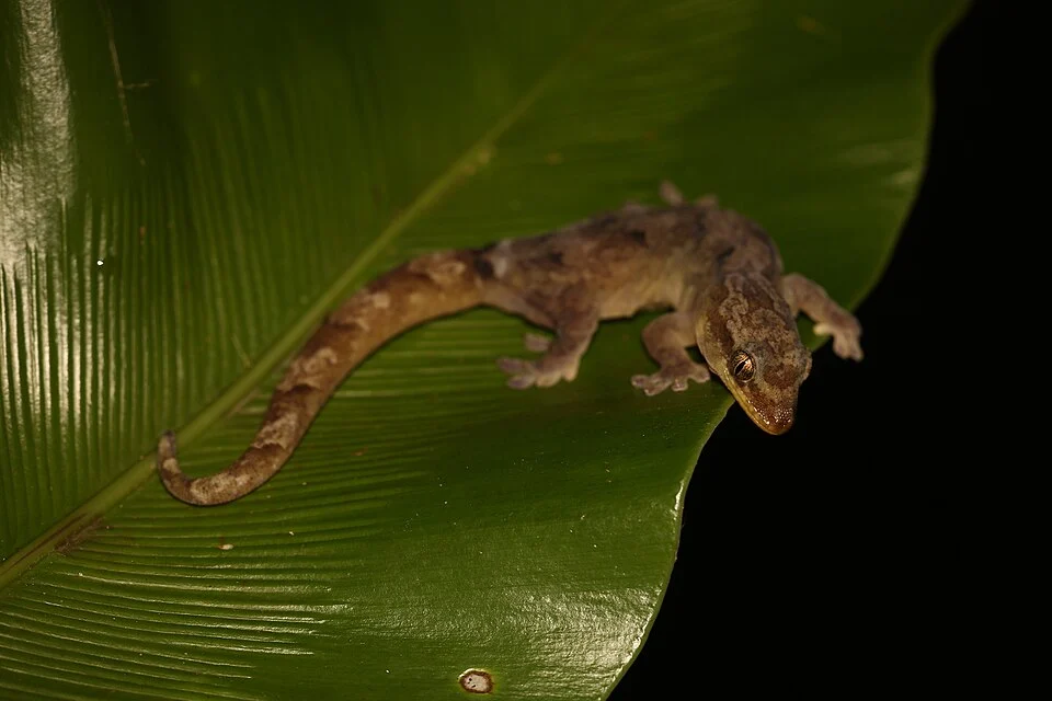Strand Bavayia (Bavayia crassicollis)