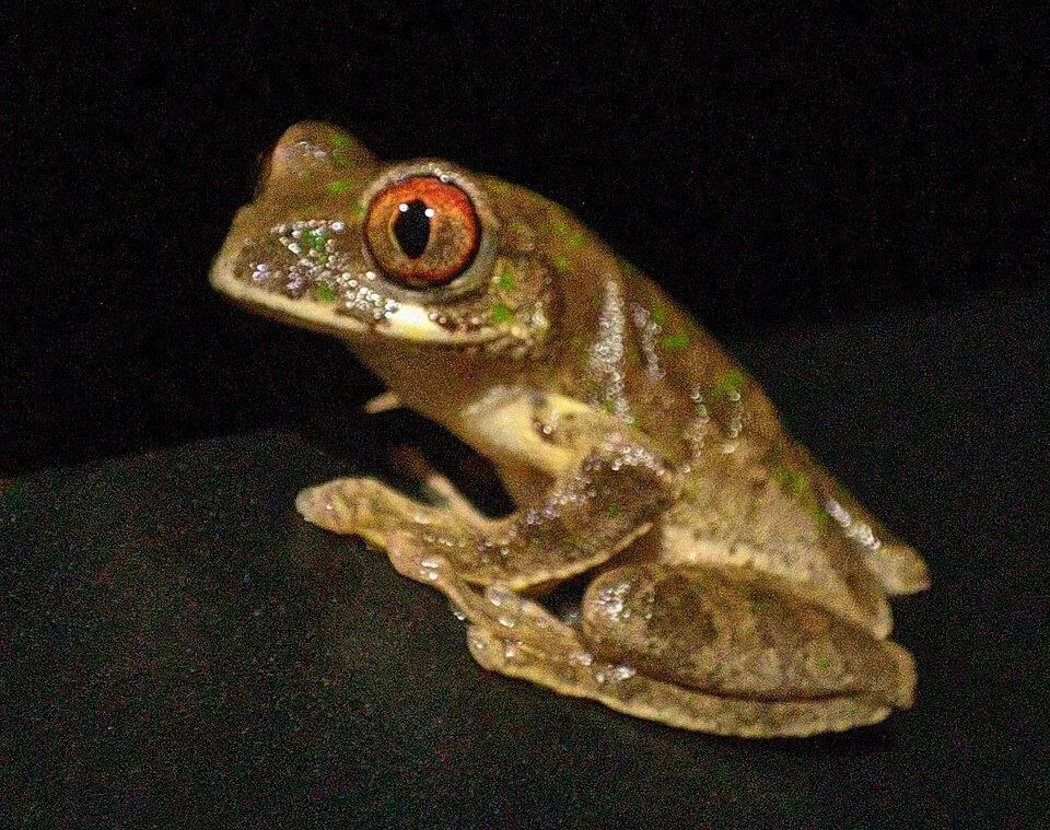 Photo of Karissimbi Forest Tree Frog (Leptopelis karissimbensis) uploaded from iNaturalist.