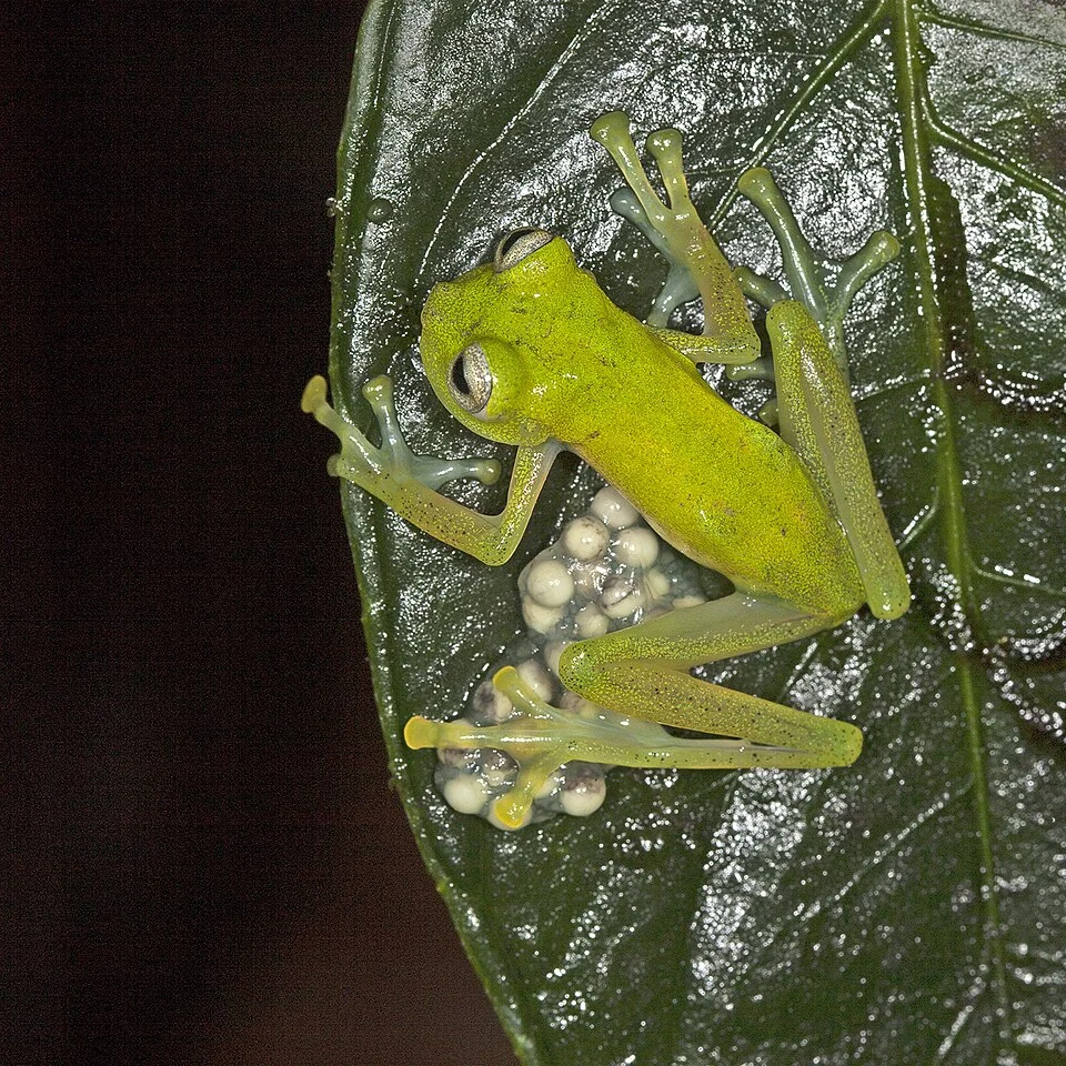 Pepper Glassfrog (Nymphargus griffithsi). Species of amphibian.