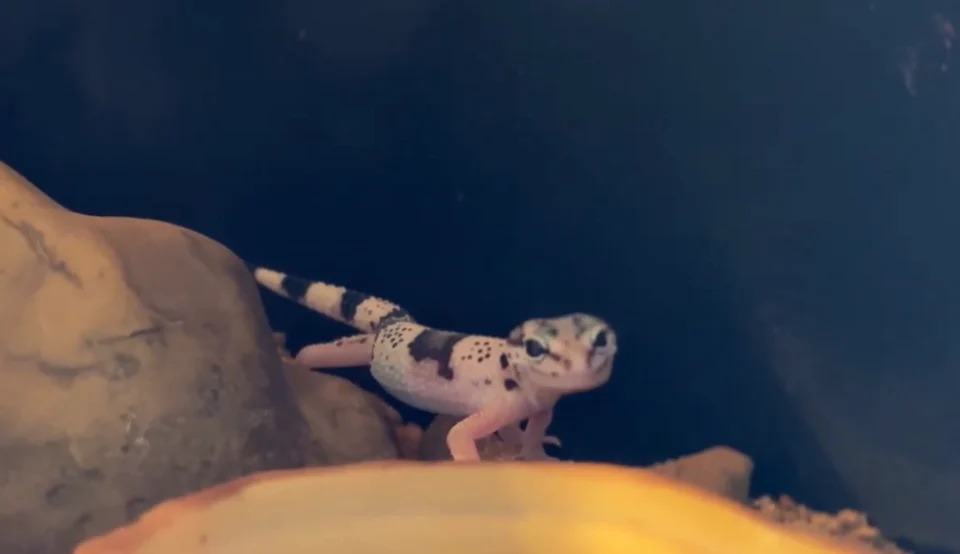 A image of a iranian eyelid gecko