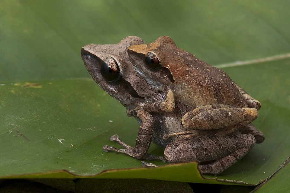 Sapo de folhiço - Pristimantis vinhai - Espécie encontrada apenas no Sul da Bahia, na imagem um casal em amplexo, a procura do ambiente certo para desova.