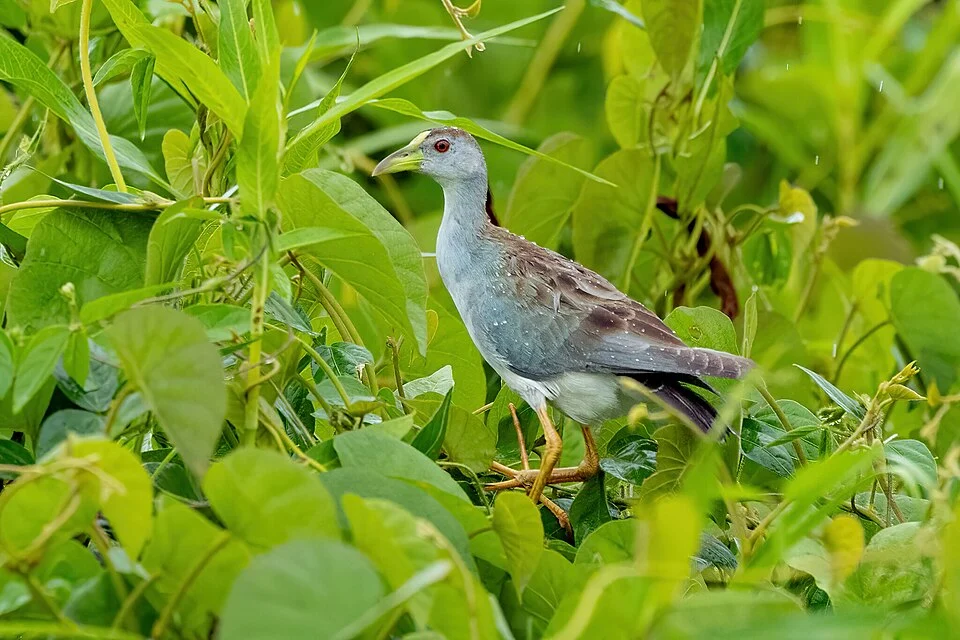 Azure Gallinule (Porphyrio flavirostris) in Peru