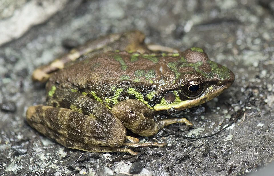 Taiwan odorous frog (Odorrana swinhoana), Shanlin Creek, Lugu Township, Nantou County, Taiwan