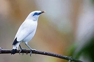 Bali Myna (Leucopsar rothschildi). West Bali National Park, Indonesia