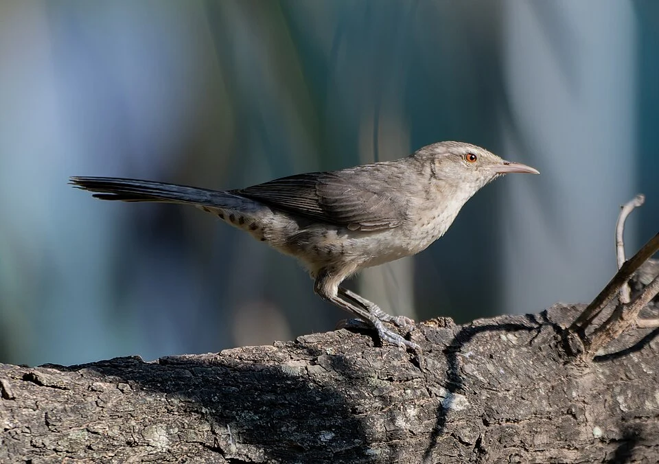 Campylorhynchus turdinus unicolor in Bolivia