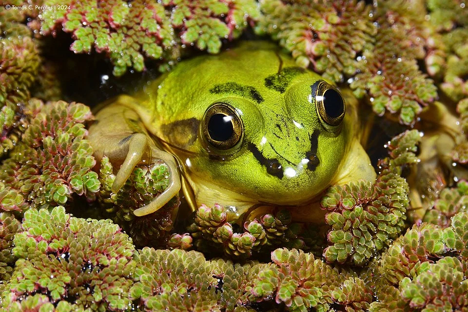 Paraguayan Swimming Frog (Pseudis platensis) in Argentina