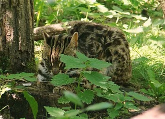 Bengal leopard cat (Prionailurus bengalensis bengalensis) at the feline park