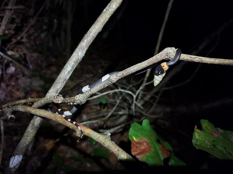 Snail-eating Thirst Snake (Dipsas brevifacies)
