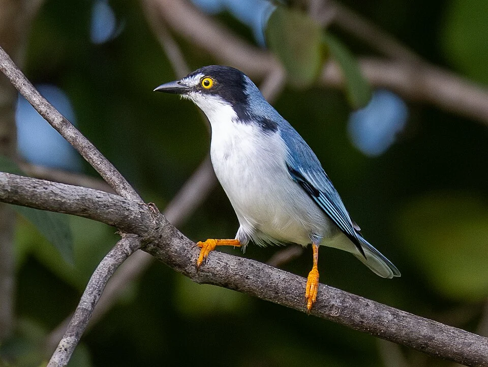 Hooded Tanager (male), São Domingos, Goiás, Brazil