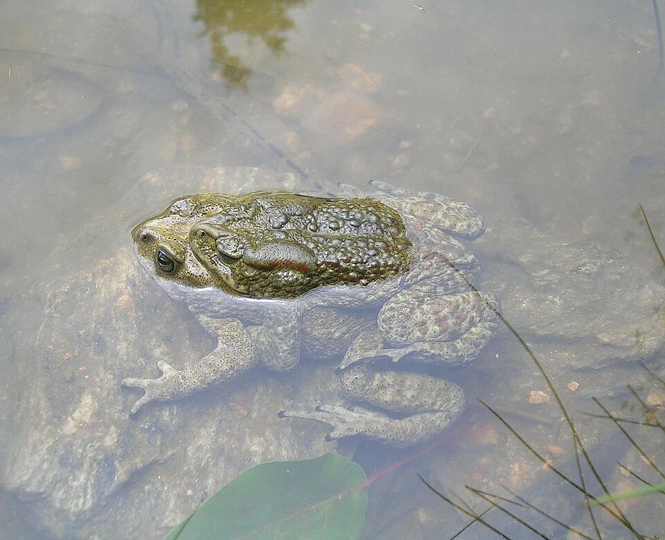 Duttaphrynus cf. himalayanus. Toads, Pithoragarh, Himalayas. Determination by photographer on basis of range and elimination of melanostictus. Needs confirmation.