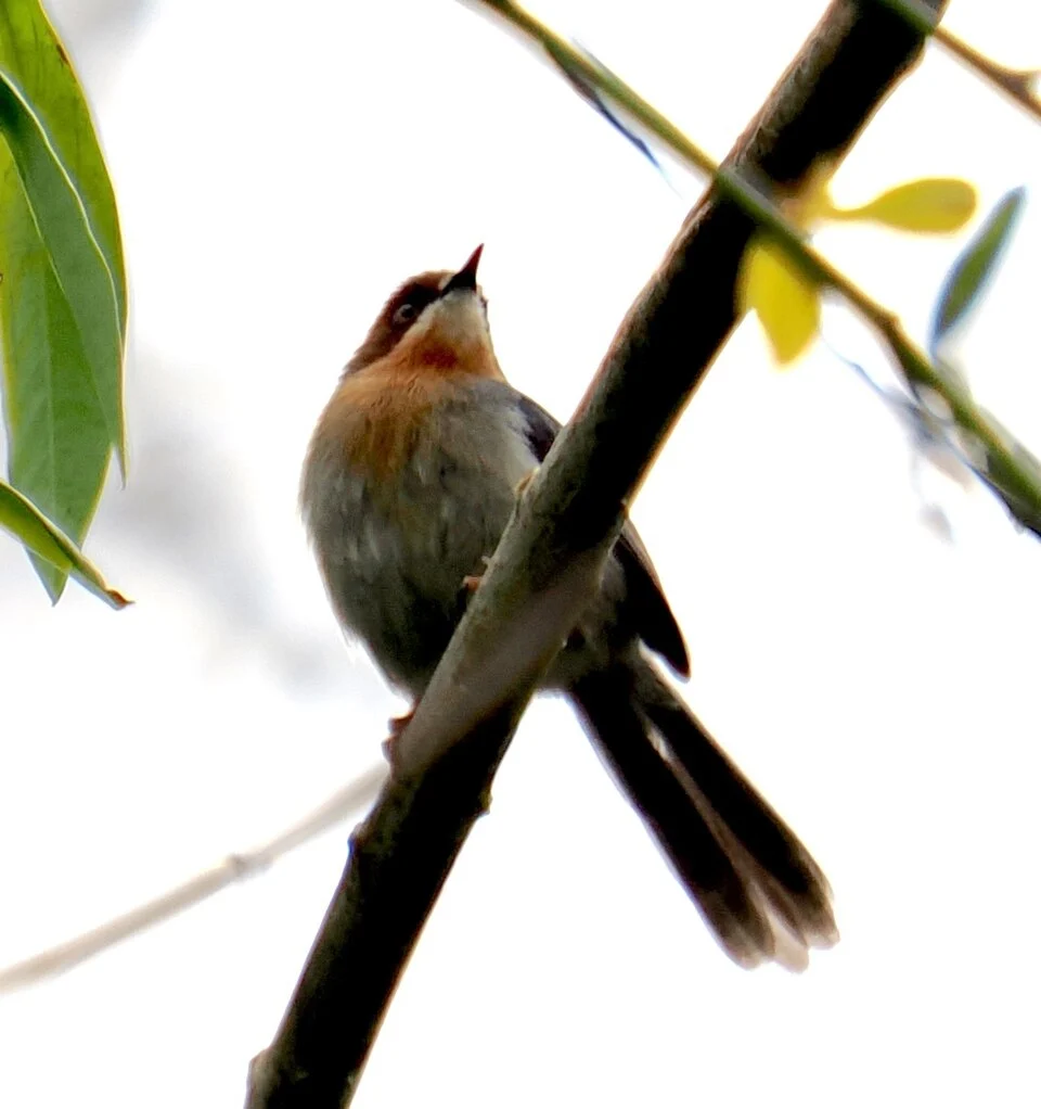 Apalis chapini, Rubeho_1900m, Gairo, Tanzania, 2024-09-21 (iNaturalist).