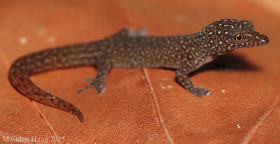 Ocellated gecko (Sphaerodactylus argus)