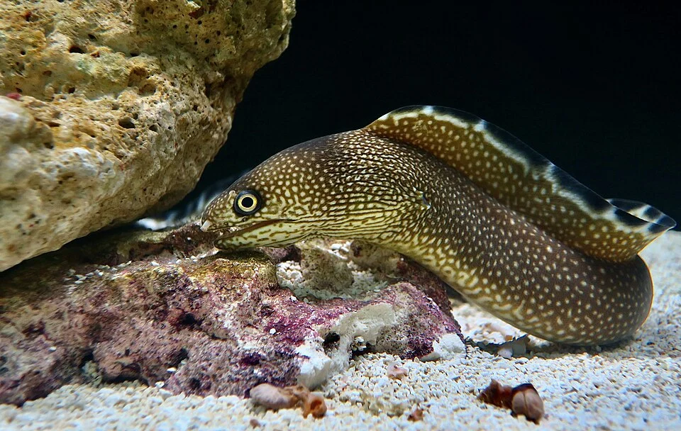 An ocellated moray (Gymnothorax saxicola) at Sin City Aquatics, an aquarium store in Las Vegas.