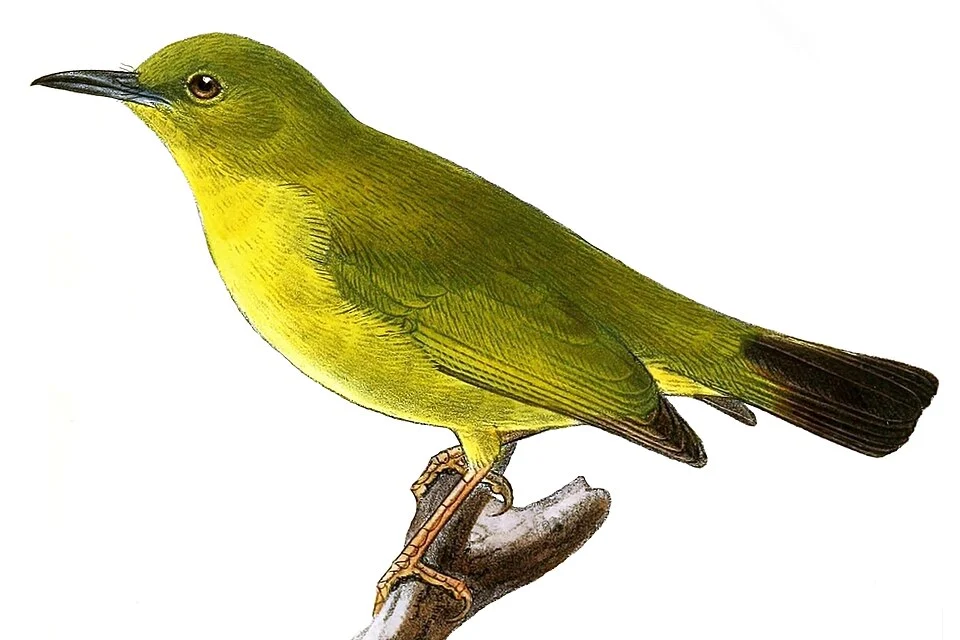 Zosterops rendovae = Zosterops kulambangrae rendovae (According to the text describing the plate, the bird was found at Solomon Islands on Rendova, Ibis S.30, therefore it is the New Georgia White-eye or Solomon Islands White-eye)