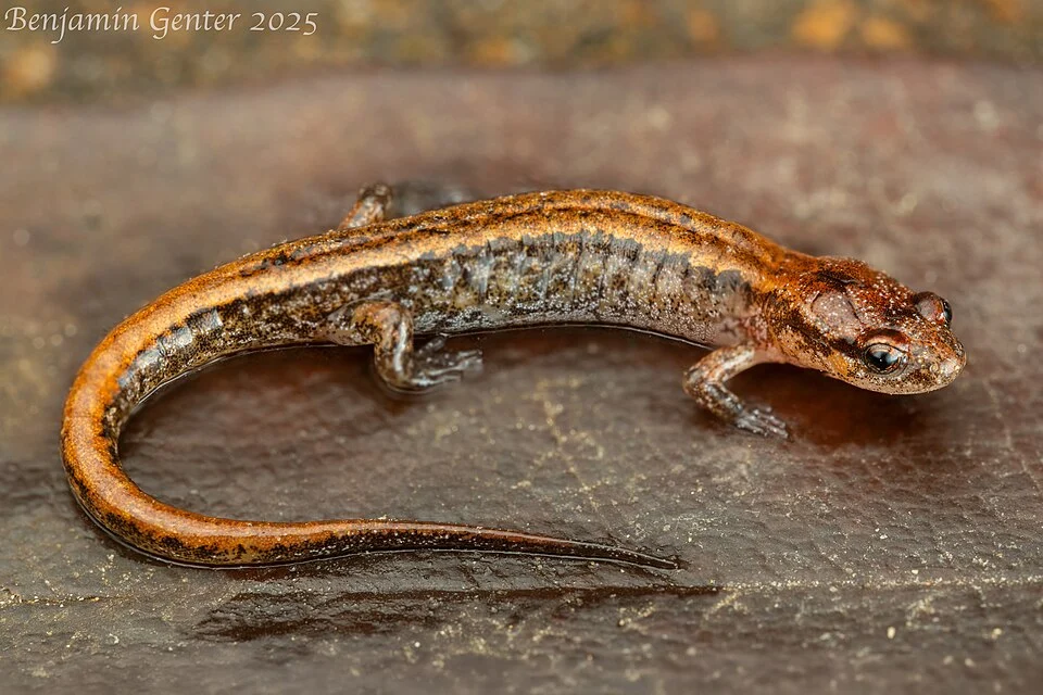 Adult from Georgia
