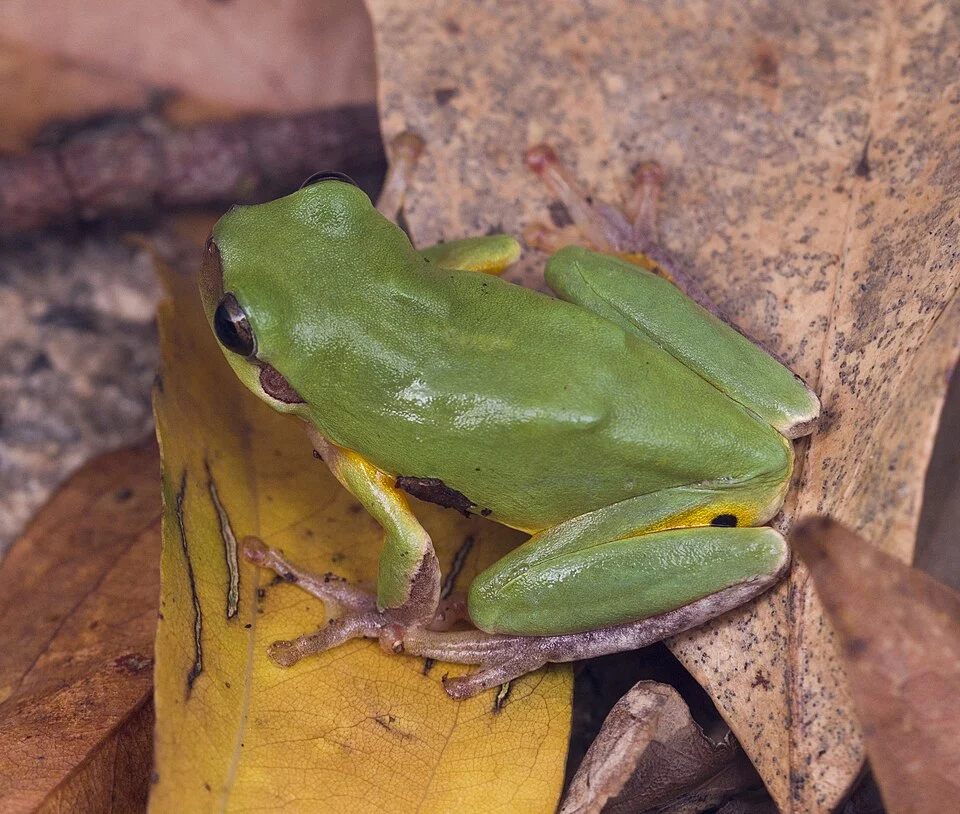 Common Chinese tree frog (Hyla chinensis), Taichung Metropolitan Park, Taichung, Taiwan