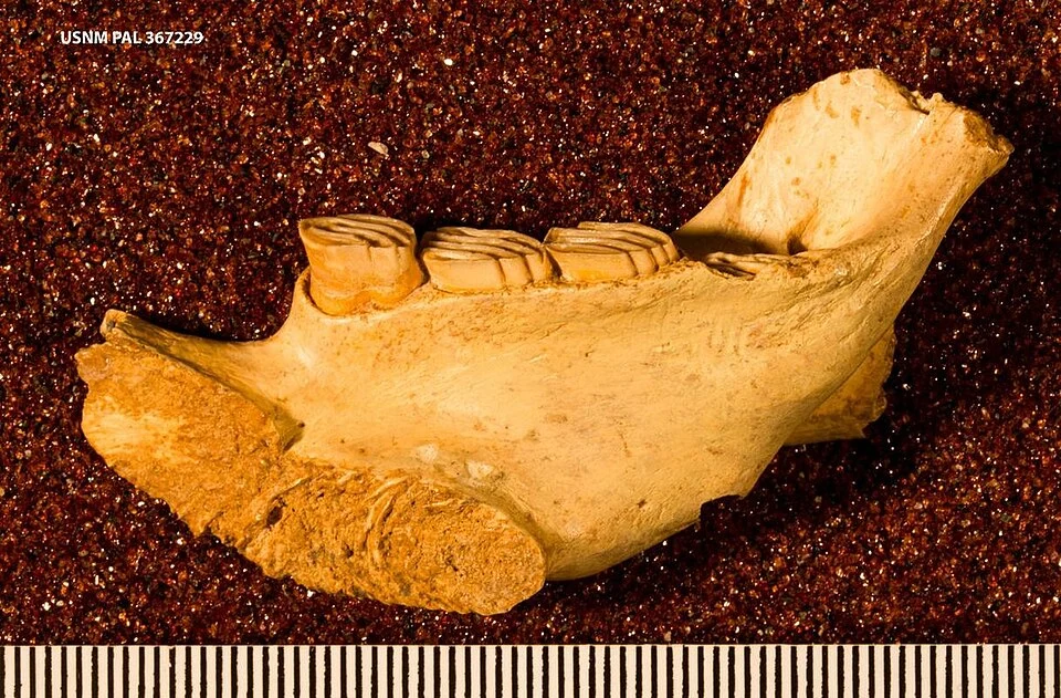 Quemisia gravis