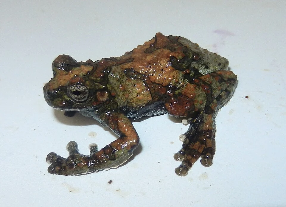 Male Dendropsophus acreanus at the Manu Learning Center, Madre de Dios (Perú).