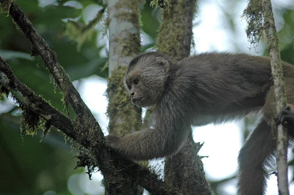 White-fronted capuchin (Cebus albifrons aequatorialis) in Reserva Buenaventura de la Fundación “Jocotoco”, Piñas, Equador.