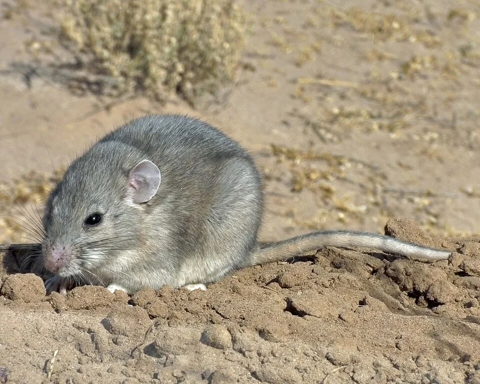 Southern Plains Wood rat, Luna County NM, USA