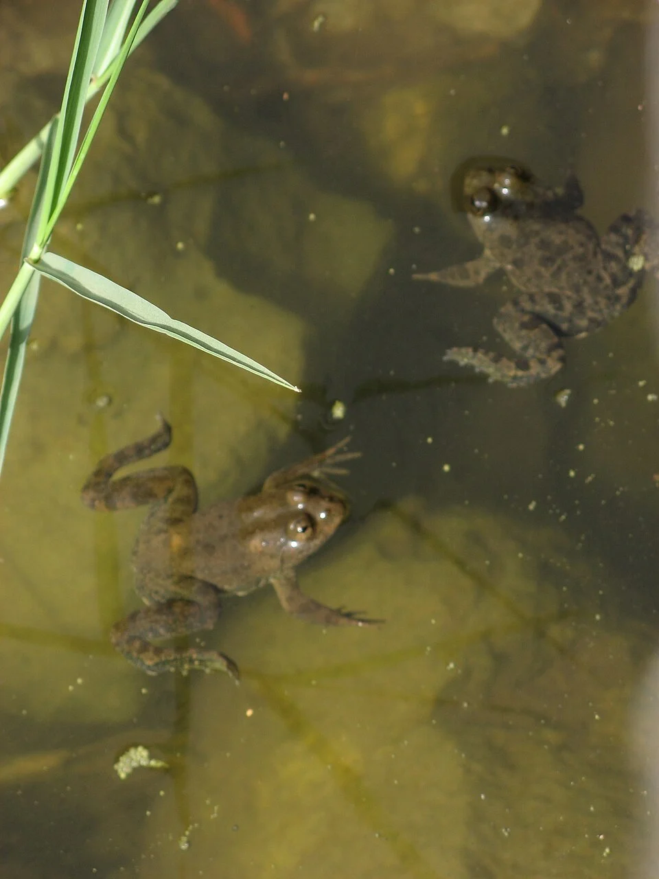 Arabian Skittering Frog (Euphlyctis ehrenbergii)