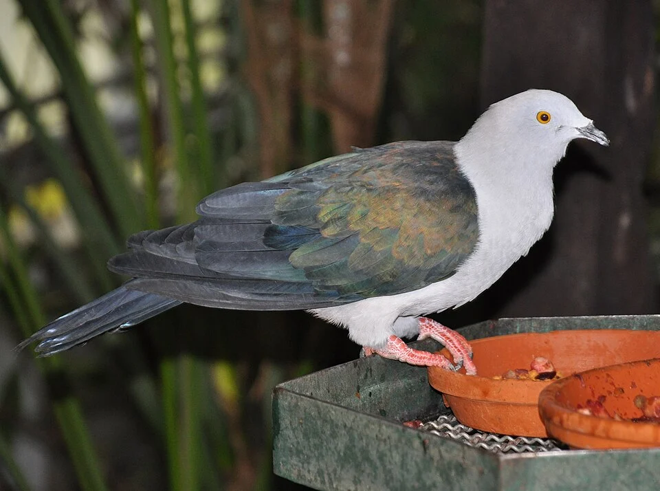 Elegant Imperial Pigeon (Ducula concinna concinna) in the Walsrode Bird Park, Germany.
