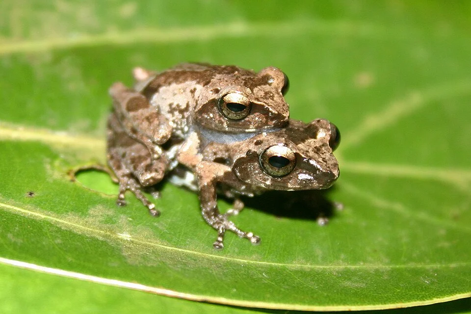 Raorchestes agasthyaensis, endemic to southern Western Ghats.
