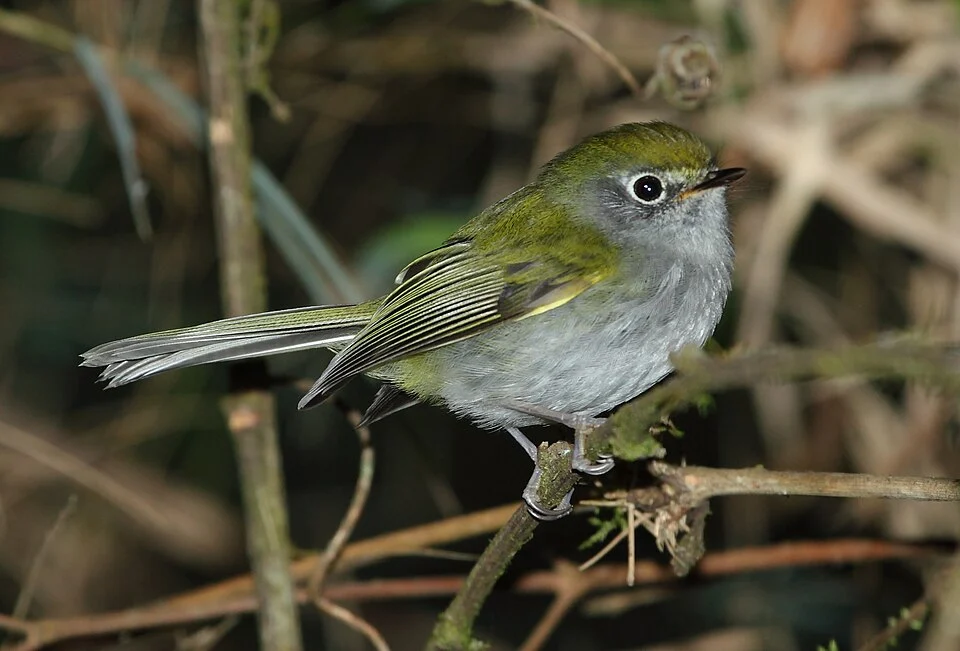 Serra do Mar Tyrannulet at Campos do Jordão - SP - Brazil