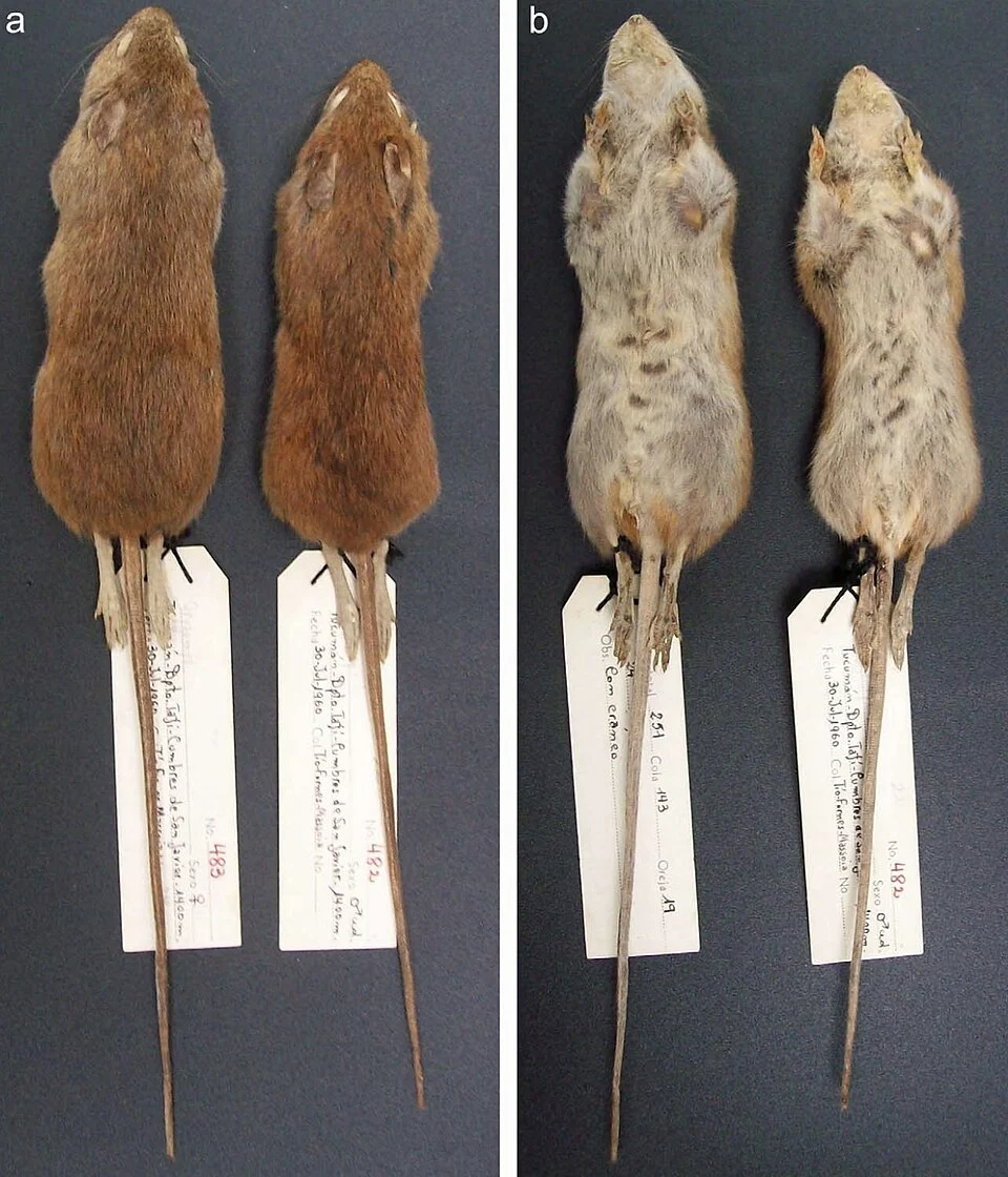 Oligoryzomys brendae
