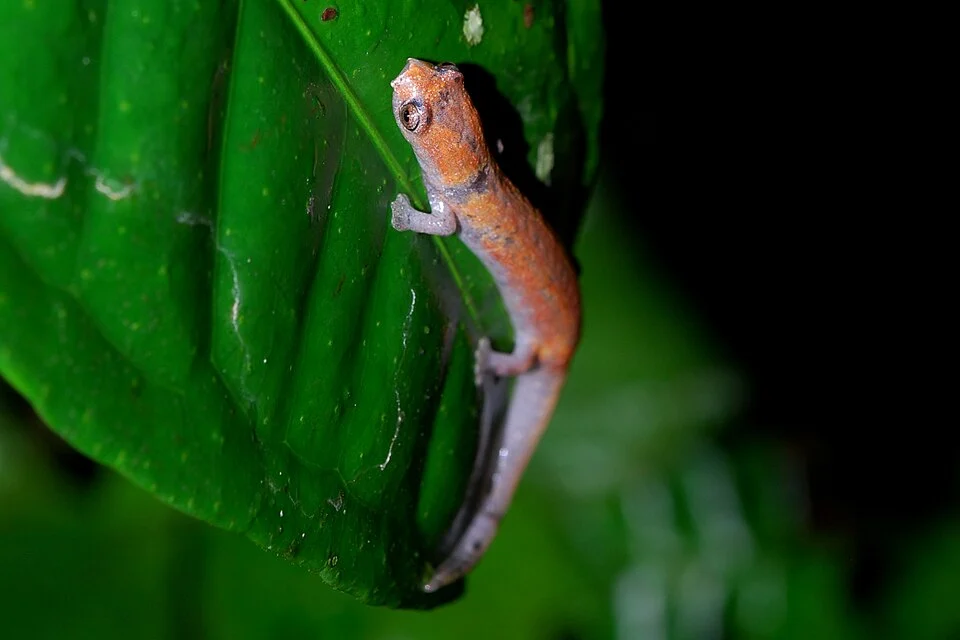 Amazon climbing salamander (Bolitoglossa altamazonica) in Yasuní National Park, Ecuador