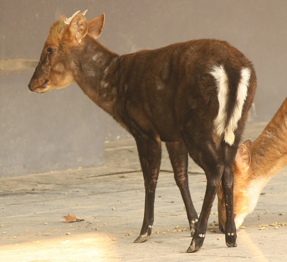 Black Muntjac (Muntiacus crinifrons) in Shanghai Zoo