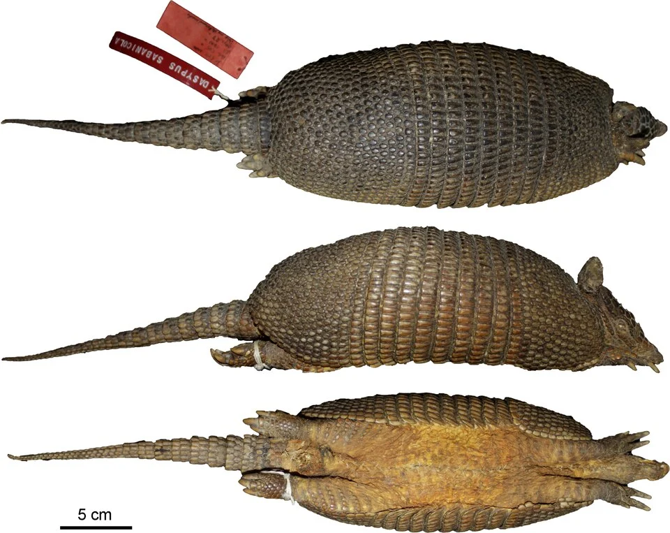 Dorsal, lateral and ventral views of the skin of the holotype of Dasypus sabanicola (EBRG 965)