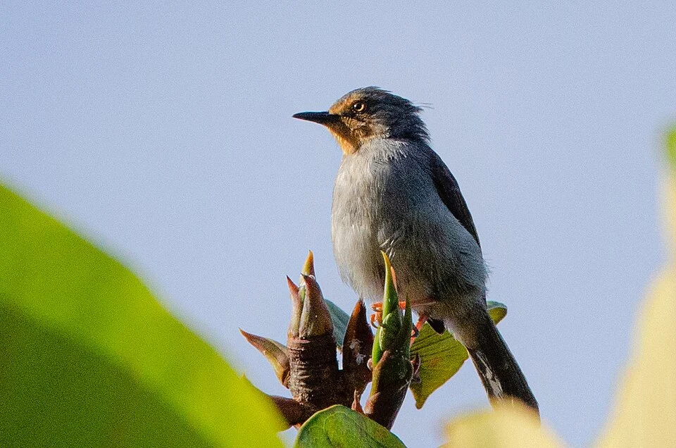 Bamenda Apalis (Apalis bamendae)